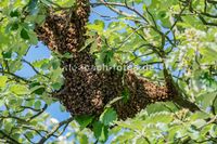 Bienenschwarm sucht Bleibe KLE_1829